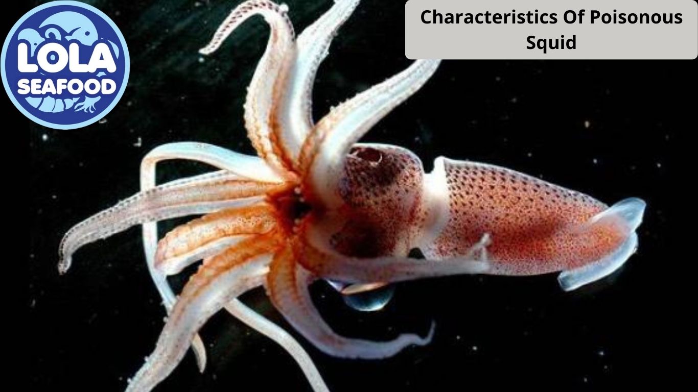 6 Characteristics Of Poisonous Squid